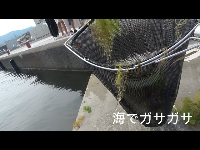 日本海の小魚や水生昆虫を採集！！【毒魚】