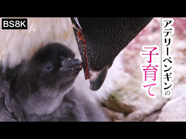 [南極大冒険] 4K もふもふアデリーペンギンの赤ちゃんに密着 | fluffy baby penguin | BS4K8K | NHK