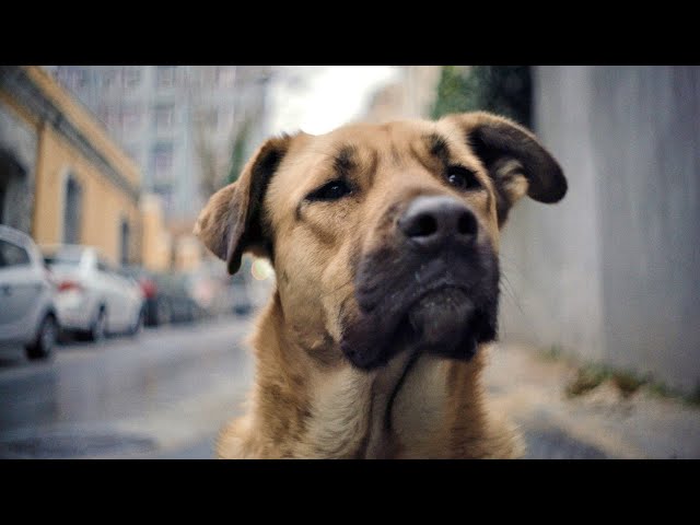 二階堂ふみ、犬目線で撮影されたドキュメンタリーに優しい声でナレーション／映画『ストレイ 犬が見た世界』二階堂ふみナレーション予告編