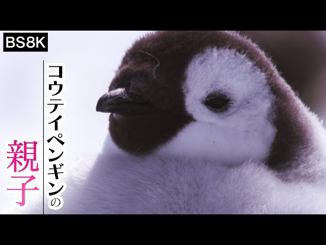 [南極大冒険] 4K 地球上で最も過酷！コウテイペンギンの子育て | Emperor penguin | BS4K8K | NHK