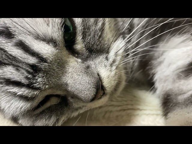 布団に潜り込んでゴロゴロ言い始めた猫のクレアの耐久動画 【ゴロゴロ音】