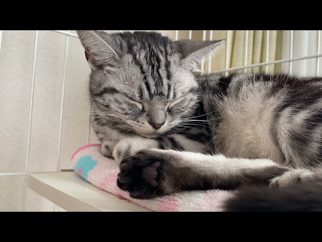 後ろ足の肉球を見せながらぐうぐうすぴーと眠る猫のクレアさん。