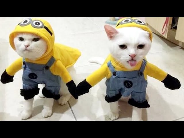 Most HILARIOUS ANIMALS in COSTUMES - Enjoy and laugh!