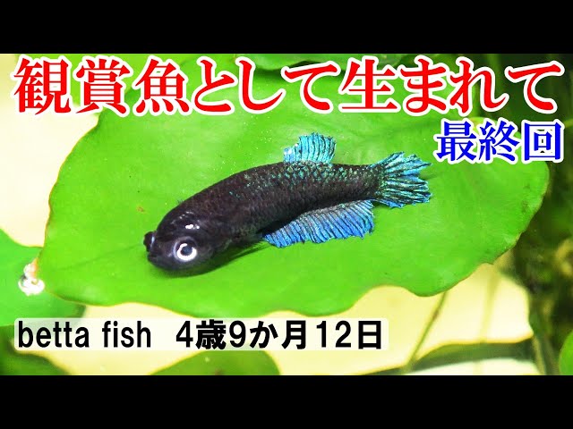 【最終回・命】自然界では生きれない魚の最期・観賞魚として生まれて【ベタ4歳9か月12日】betta fish breeding
