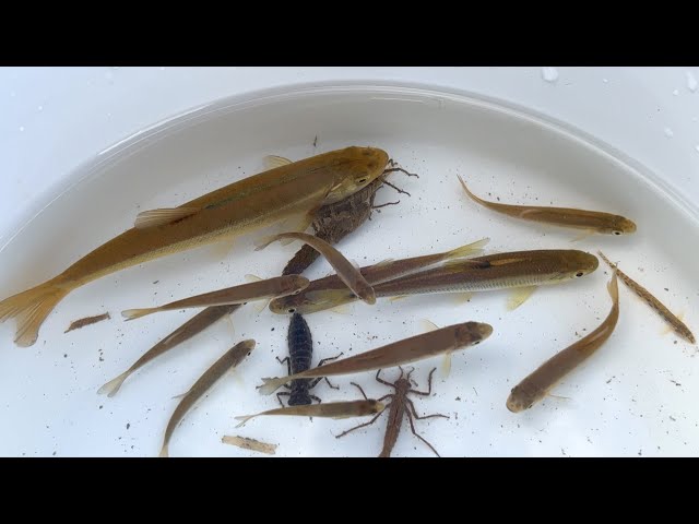 冬の日本の川にいる生き物達を捕獲して観察。カエル、小魚、エビ。