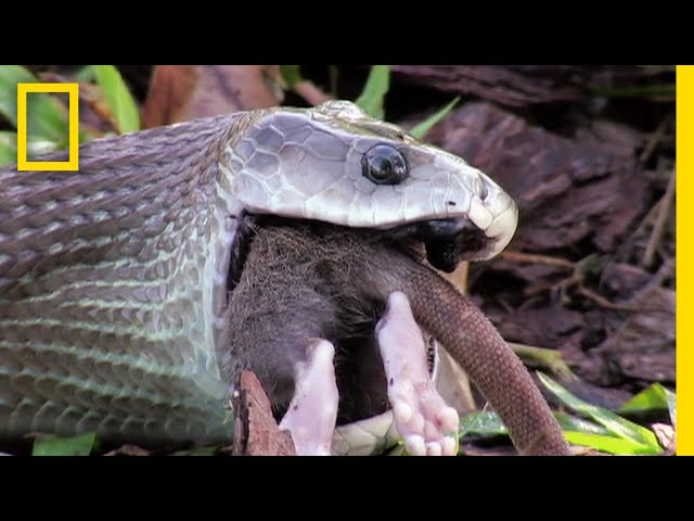 最恐の毒蛇 ブラックマンバ | ナショジオ
