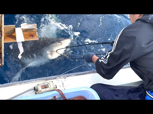 ベテラン漁師と200kgの人喰いザメの格闘が呼吸ができなくなるぐらい凄かった。