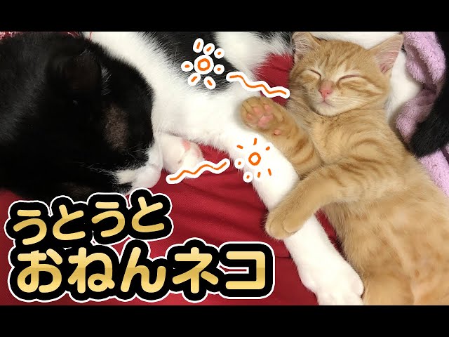 【猫動画】うとうと・おねんネコ〜にゃんともパレード〜#137