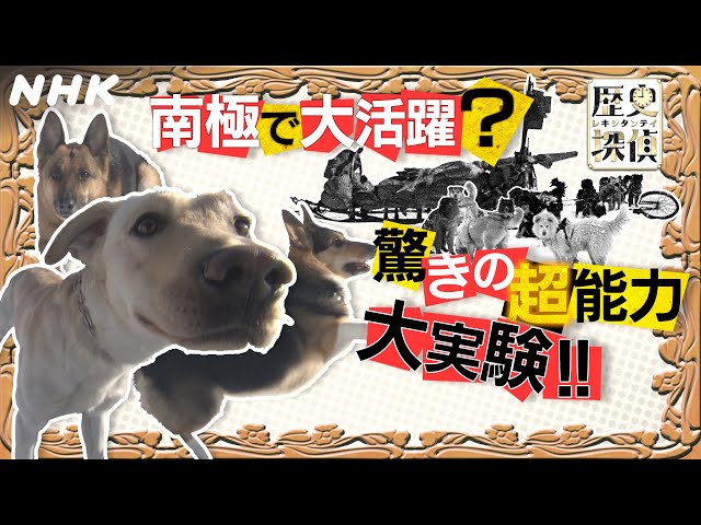 [歴史探偵] 南極でも大活躍！？犬の超能力 嗅覚 聴覚 を徹底調査 | NHK