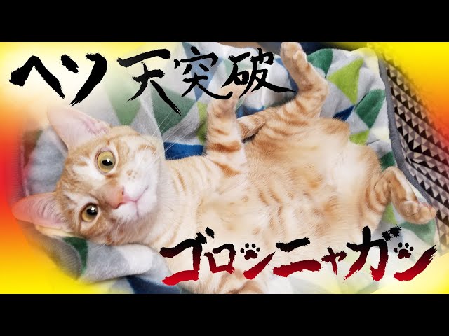 【猫動画】ヘソ天突破！ゴロンニャガン〜にゃんともパレード〜#138