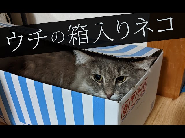 【猫動画】ウチの箱入りネコ〜にゃんともパレード〜#139