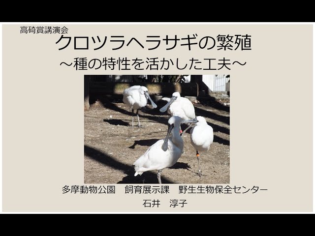 第57回高碕賞受賞「クロツラヘラサギの繁殖──種の特性に合わせた工夫」