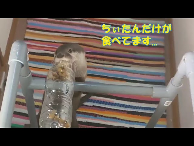 食べ方がよく分からなくて拗ねるカワウソご先祖ちゃん　Otters Gosenzo-chan can't eat snacks well