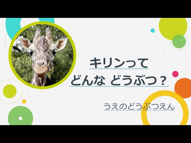 キリンのおはなし：上野動物園