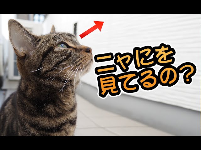 【猫動画】ニャにを見てるの？〜にゃんともパレード〜#141