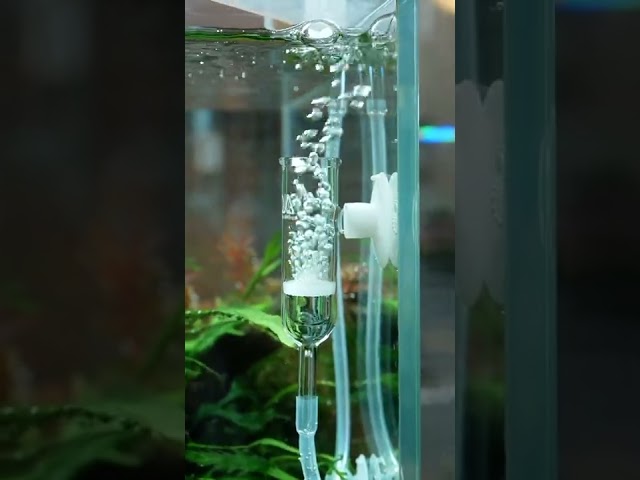 水草水槽はAQUASHOP wasabi  planted nature aquarium ADA ネイチャーアクアリウム　京都　東京　 fishtank  aquascape　＃Shorts