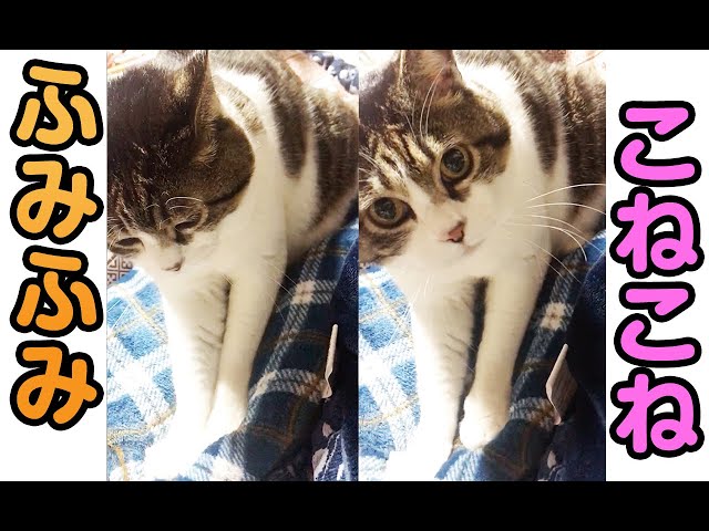 【猫動画】ふみふみこねこね〜にゃんともパレード〜#142