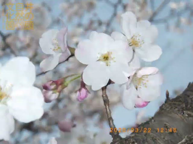 井の頭自然文化園 花ごよみ動画 ソメイヨシノの開花