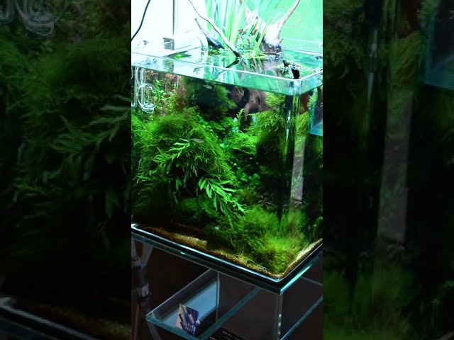 水草水槽はAQUASHOP wasabi  planted nature aquarium ADA ネイチャーアクアリウム　京都　東京　 fishtank  aquascape　＃Shorts