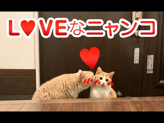 【猫動画】LOVEなニャンコ〜にゃんともパレード〜#143