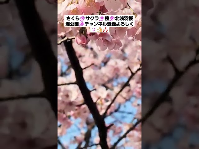 サクラ🌸桜🌸さくら🌸北浅羽桜堤公園🌸2022年チャンネル登録よろしく😉 Twitter Instagram フォローお願いします 100% フォロバ‼️