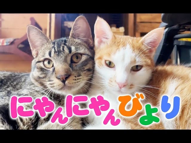 【猫動画】にゃんにゃんびより〜にゃんともパレード〜#144