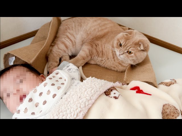 My cat wants to sleep with a baby