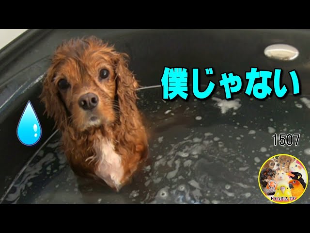 お風呂中におならをしてしまい申し訳なさそうな犬｜キャバリア A dog playing flatulence in the bath#1507