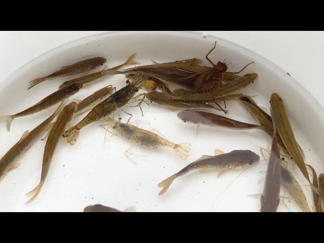 日本の冬の川でガサガサ。魚、エビ、水生昆虫。