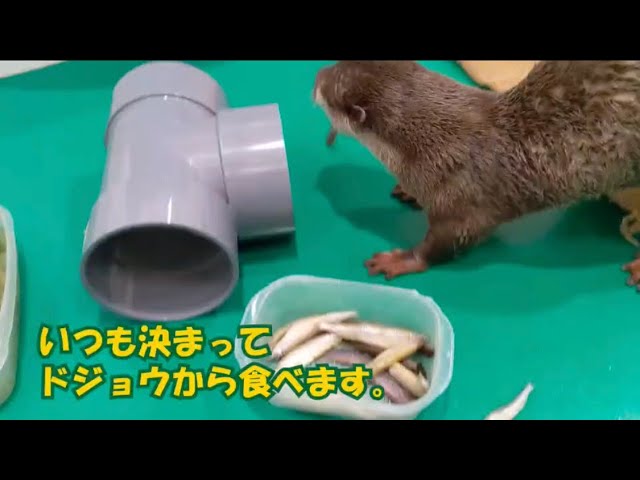 いつも好きな魚から食べるカワウソちぃたん　Otter Chiitan always eats from favorite fish