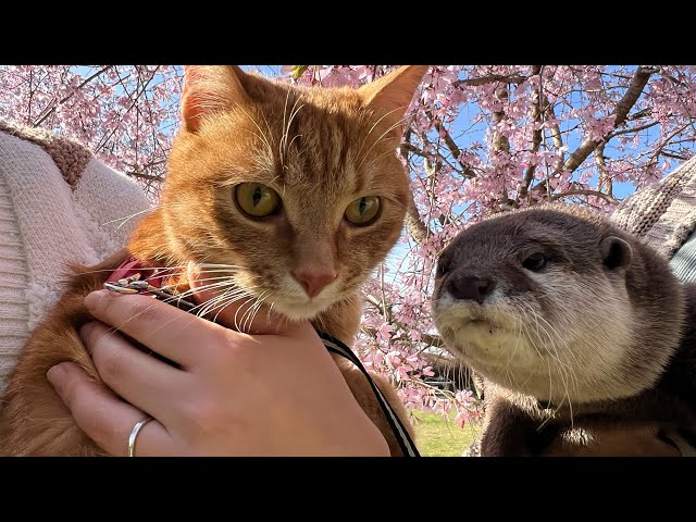 カワウソと猫が一緒にお花見に行ってきた！ otter and cat went to see the cherry blossoms together!
