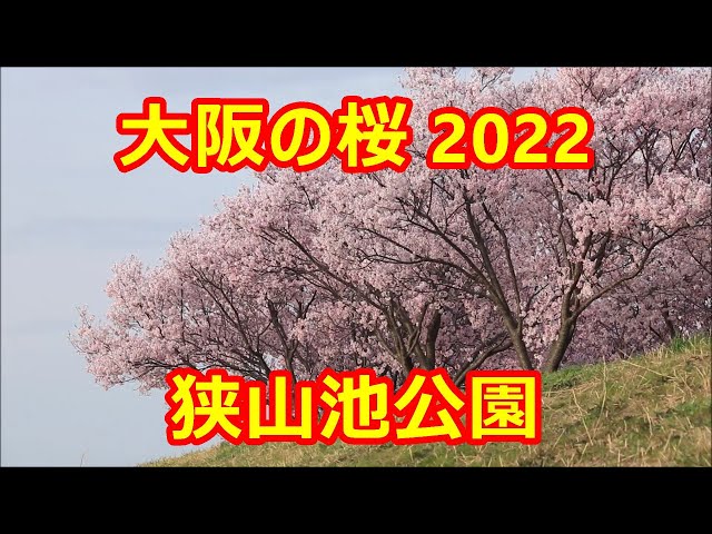 【大阪の桜 2022】 狭山池公園　大阪狭山市　Cherry blossoms, Sayama-ike Park, Ōsakasayama Osaka　(2022.3.30)