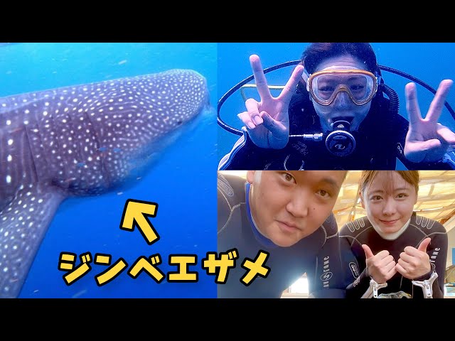 【ジンベエザメ】館山でダイビングしたら、大型生物と遭遇！？