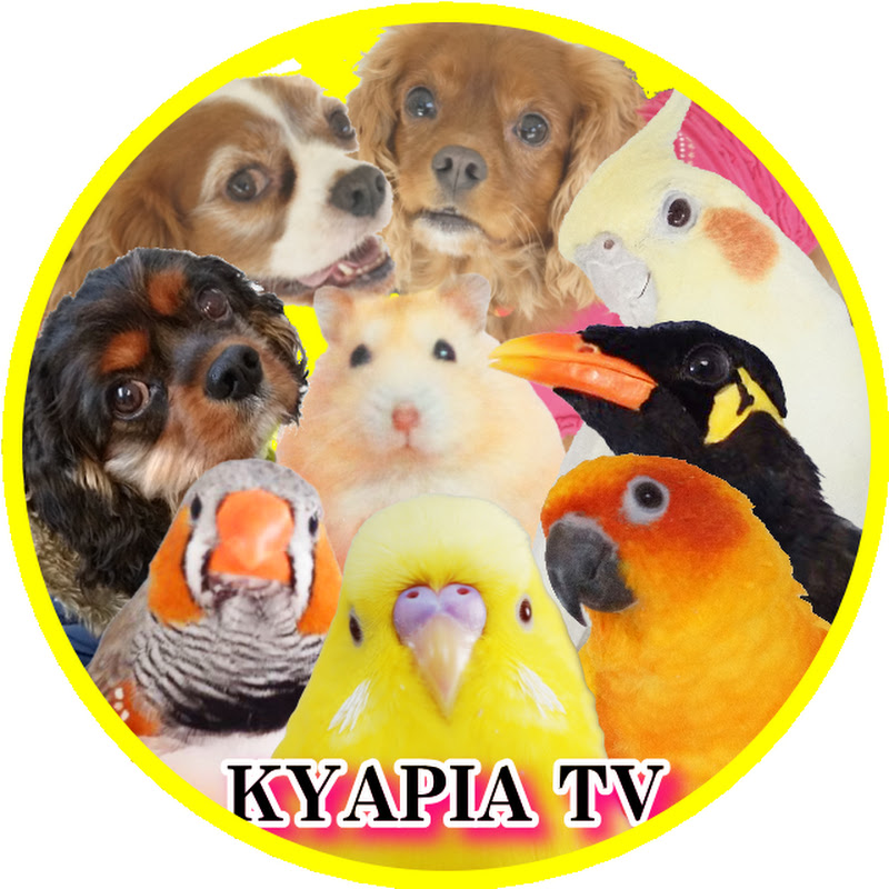きゃぴあてれび /KYAPIA TV